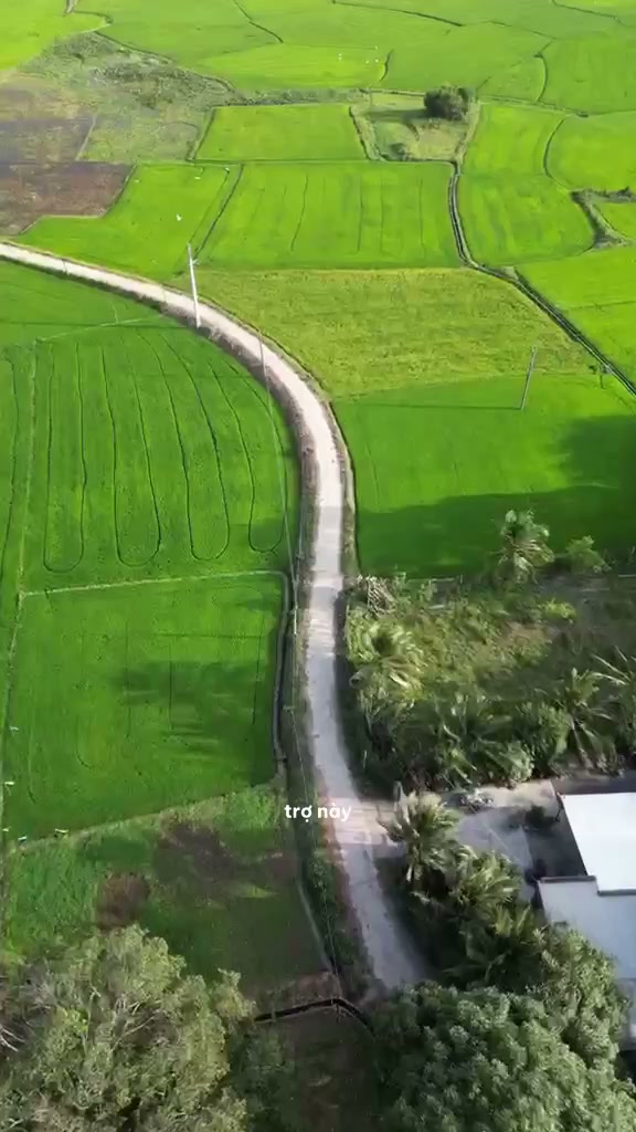 B-roll ruộng lúa Vietnamese